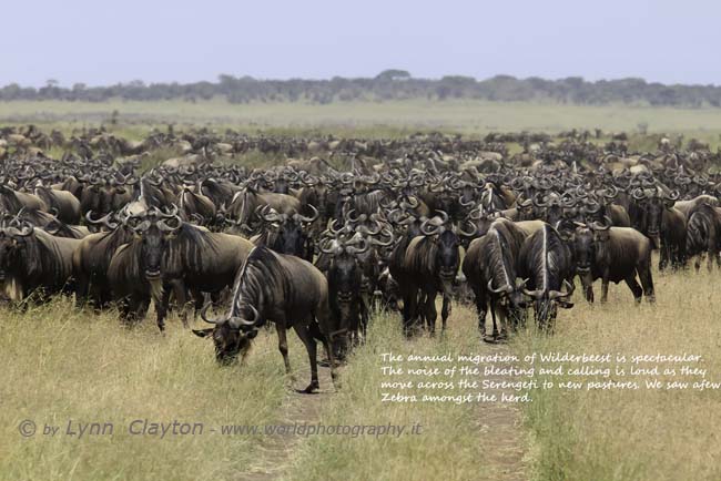 Wildebeest Migration